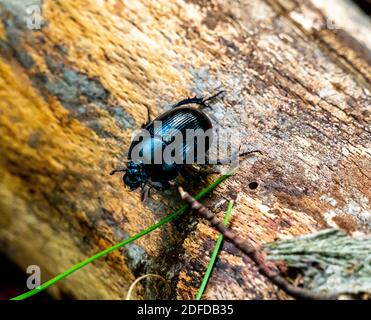 Close up of a common earth boring dung beetle sitting on a log.  Stock Photo