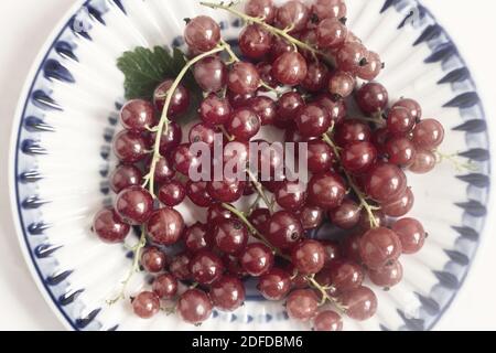 On a saucer with a blue border lie ripe red currant berries. Presented in close-up on a white background, top view, copy space Stock Photo