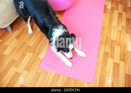 Funny dog border collie practicing yoga lesson indoor. Puppy doing yoga asana pose on pink yoga mat at home. Calmness and relax concept. Working out gym at home Stock Photo