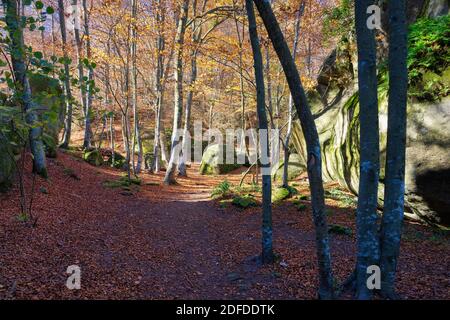 View of the enchanted rock forest in the middle of autumn, when the leaves of the trees canvian of ocher colors. Santuari of Salud, Catalonia, Spain Stock Photo