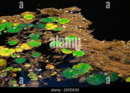 Newly fallen Eastern White Pine Needles & Autumn Leaves floating among water-lilies on a small pond in Pennsylvania’s Pocono Mountains Stock Photo