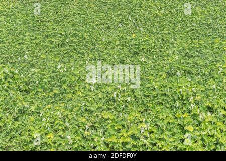 Green plants in the summer city park at day time. Stock Photo