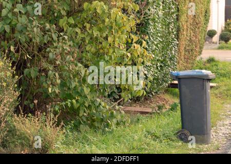 Black trash can with a blue lid stands on the side of the road in front of a hedge. Stock Photo