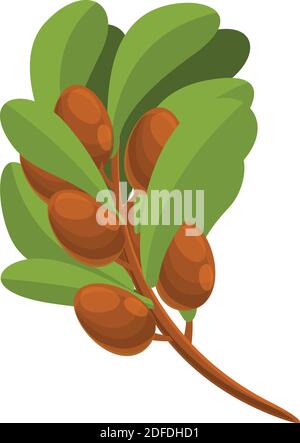 Shea tree branch icon. Cartoon of shea tree branch vector icon for web ...