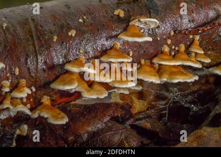 Tree fungi on a branch in the forest, Lingzhi mushroom (Ganoderma lucidum), Bavaria, Germany, Europe Stock Photo