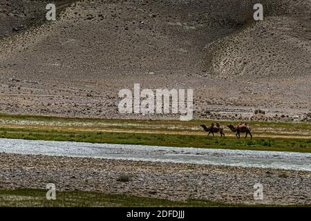 Camels near Silk Road in Murghob District, Tajikistan Stock Photo