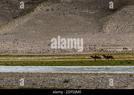 Camels near Silk Road in Murghob District, Tajikistan Stock Photo