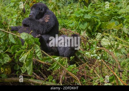 Silverback Junior hanging-out with his mother in their nest in Volcanoes National Park, Rwanda, Africa Stock Photo