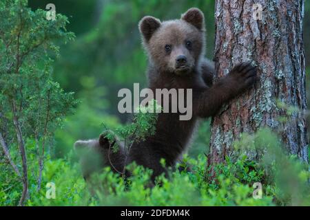 Junger Braunbaer klettert am Baum, Finnland, (Ursus arctos Stock Photo -  Alamy