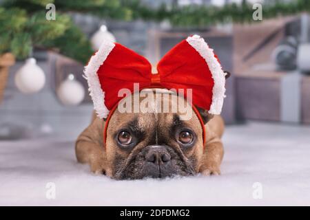 Adorable French Bulldog dog with large red Christmas head ribbon lying down under Christmas tree with baubles and gift boxes in blurry background Stock Photo