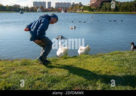 Krasnodar, Russia - November 19, 2020: A boy is having fun on the shore of a pond with geese. Stock Photo