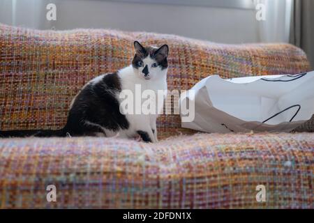 black and white cat with blue eyes plays with a white bag Stock Photo