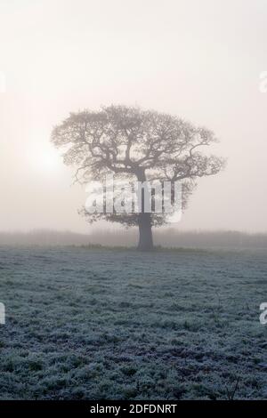 Solitary oak tree in the morning mist, meadow landscape at sunrise ...