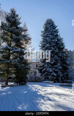 Needle grove at Carska Bistrica or Tsarska Bistritsa, or Royal Bistritsa, old park near Borovets resort, a vista of snowy trees, Rila mountain Stock Photo