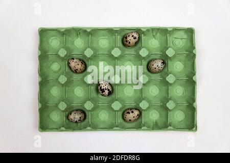 Quail eggs in paper carton for chicken eggs, green egg carton paper holds, egg holder for transportation. Farmers market eggs Stock Photo