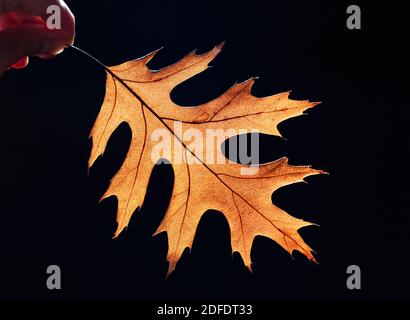Sun shining through leaf illuminating it against a black background. Stock Photo