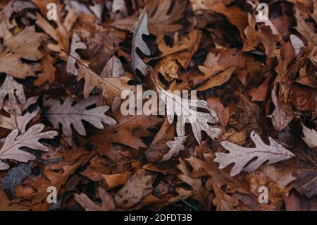 Overhead view of brown oak leaves on ground covered in water drops. Stock Photo