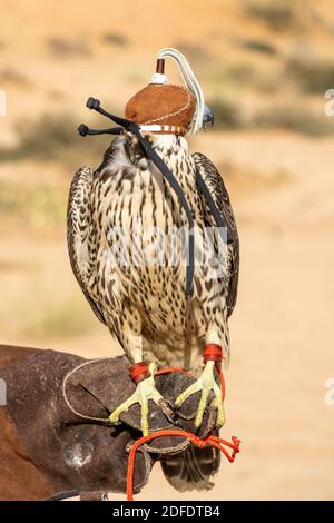 A close up of a peregrine falcon for falconry or racing. Sitting with cap on person's arm in the desert of the United Arab Emirates. Stock Photo