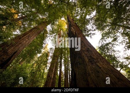 Wide angle looking up of California redwood forest Stock Photo