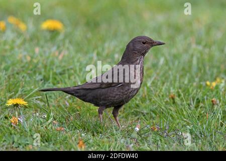 Eurasian blackbird / common blackbird (Turdus merula) female foraging in grassland / meadow Stock Photo