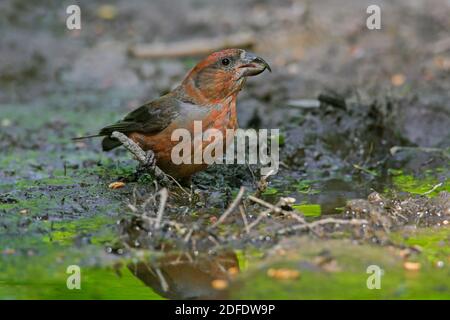 Red crossbill / common crossbill (Loxia curvirostra) male drinking water from pond / rivulet Stock Photo