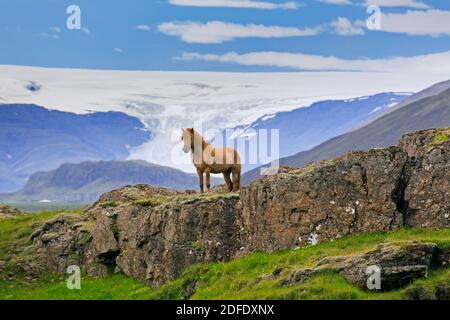 Brown Icelandic horse (Equus ferus caballus / Equus Scandinavicus) on rock in summer, Iceland Stock Photo
