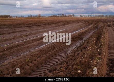 Empty Lily field in autumn, full of puddles and tire tracks, some forgotten bulbs on the ground Stock Photo