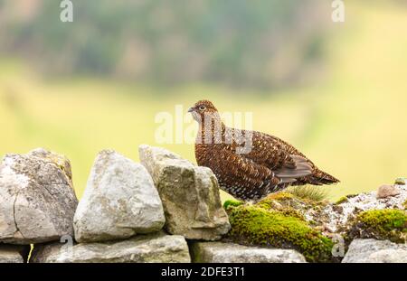 Red Grouse (Scientific name: Lagopus Lagopus) Red Grouse hen, sat on a dry stone wall, facing left.  Clean background.  Horizontal.  Space for copy. Stock Photo