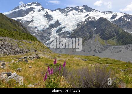 View from Kea Point in Mt. Cook National Park Stock Photo