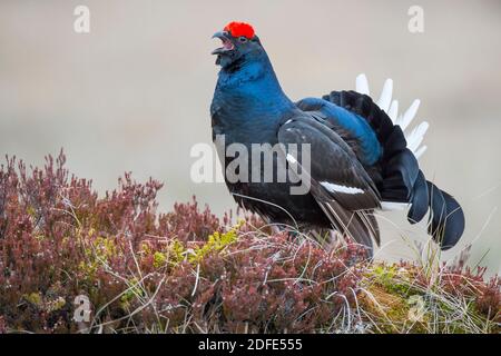 Birkhahn, (Tetrao tetrix), Stock Photo