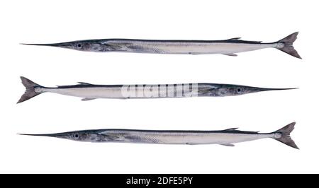 Garfish, ( Belone belone ) isolated on white background. Stock Photo