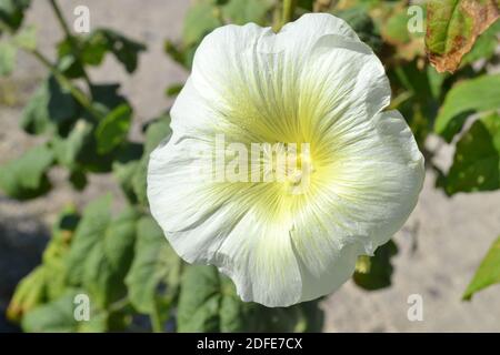 Gentle Hollyhocks flower with green leaves Stock Photo