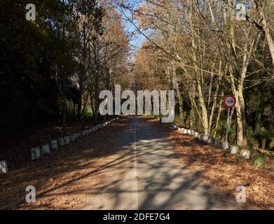 Autumn leaves on the floor with trees along the road during sunset time at fall season Stock Photo