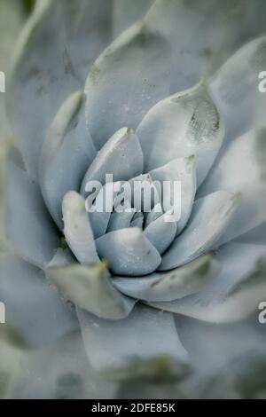 Dudleya Farinosa in close up showing the succulent leaves, patterns in nature Stock Photo