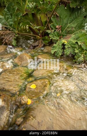Intimate landscape of stream rushing over a waterfall in a woodland Intimate landscape of stream rushing over a waterfall in a woodland