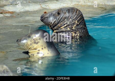 Sealions in the pool Stock Photo