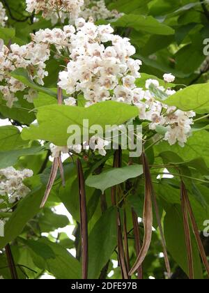 Indian Bean Tree 'Catalpa bignoides': close-up of flowers and fruits Stock Photo