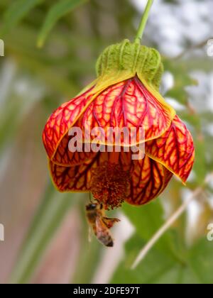 Bee pollinating a flower, Abutilon striatum (Red Vein Indian Mallow), NSW, Australia Stock Photo