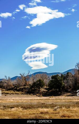 Lenticular clouds & unusual cloud formation over Big Horn Sheep Canyon; Platinum colored Golden Retriever dog; Salida; Colorado; USA Stock Photo