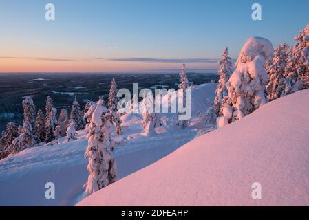 Winter landscape with snowy trees in Koli National Park, Finland Stock Photo