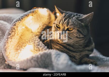 Funny cat (Scottish Stright breed), laying on the white blanket with twinkles.  Tabby grey cat. Stock Photo