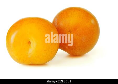 Yellow / orange greengage (Prunus domestica subsp. italica var. claudiana) fruits isolated on white background Stock Photo