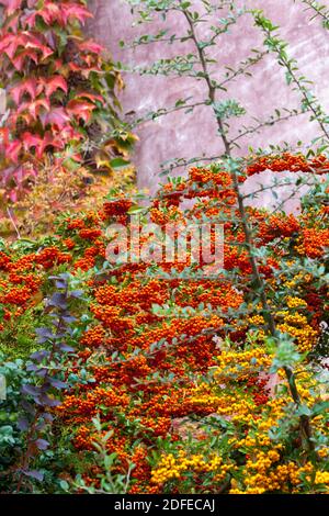 Pyracantha berries Orange Yellow Pyracanthas bush at wall Stock Photo