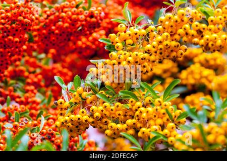 Pyracantha berries yellow orange Pyracanthas autumn Firethorn Pyracantha Orange Glow Stock Photo