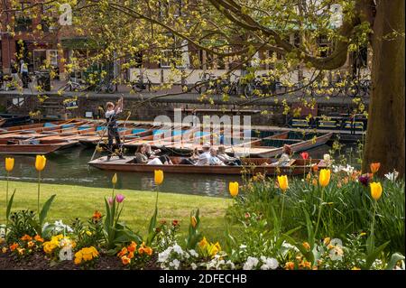 CAMBRIDGE, UK:  Punts and Punters on the River Cam seen  through spring flowers and foliage at the Quayside