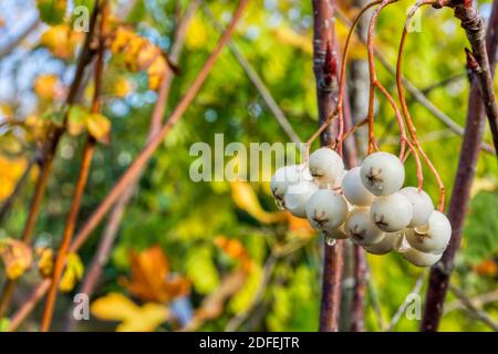 Sorbus cashmiriana  Buy White Berried Kashmir Rowan Trees