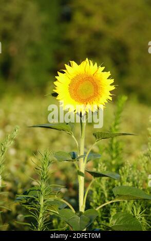 Be different. A sunny flower grows alone in a carrot field in Salles ...