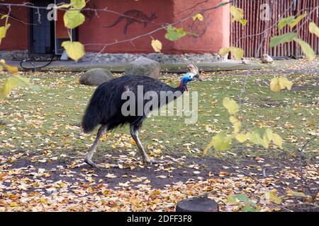 Moscow, Russia - October 25 2020: Casuar - ratites bird, in Moscow Zoo Stock Photo