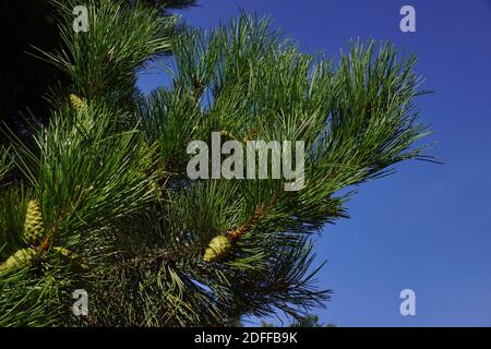 Pinus nigra, austrian pine or black pine.  Three cones on one branch. Stock Photo