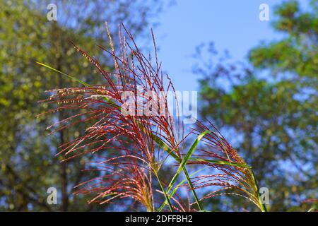 Miscanthus sinensis, the maiden silvergrass, is a species of flowering plant in the grass family Poaceae. Autumn in the garden. Stock Photo